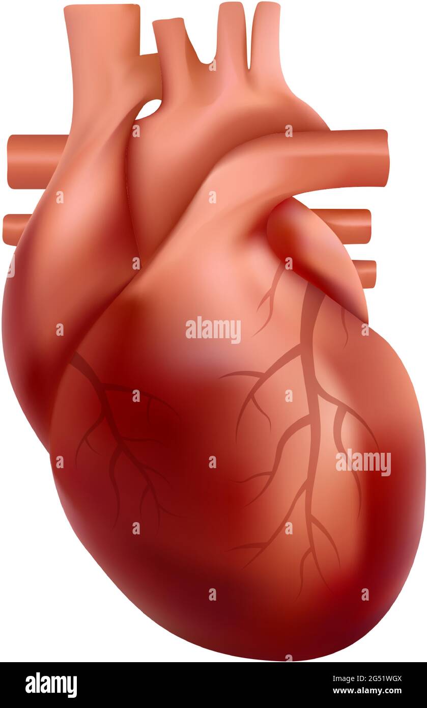 Anatomia realistica dell'organo interno del cuore umano. illustrazione 3d Illustrazione Vettoriale