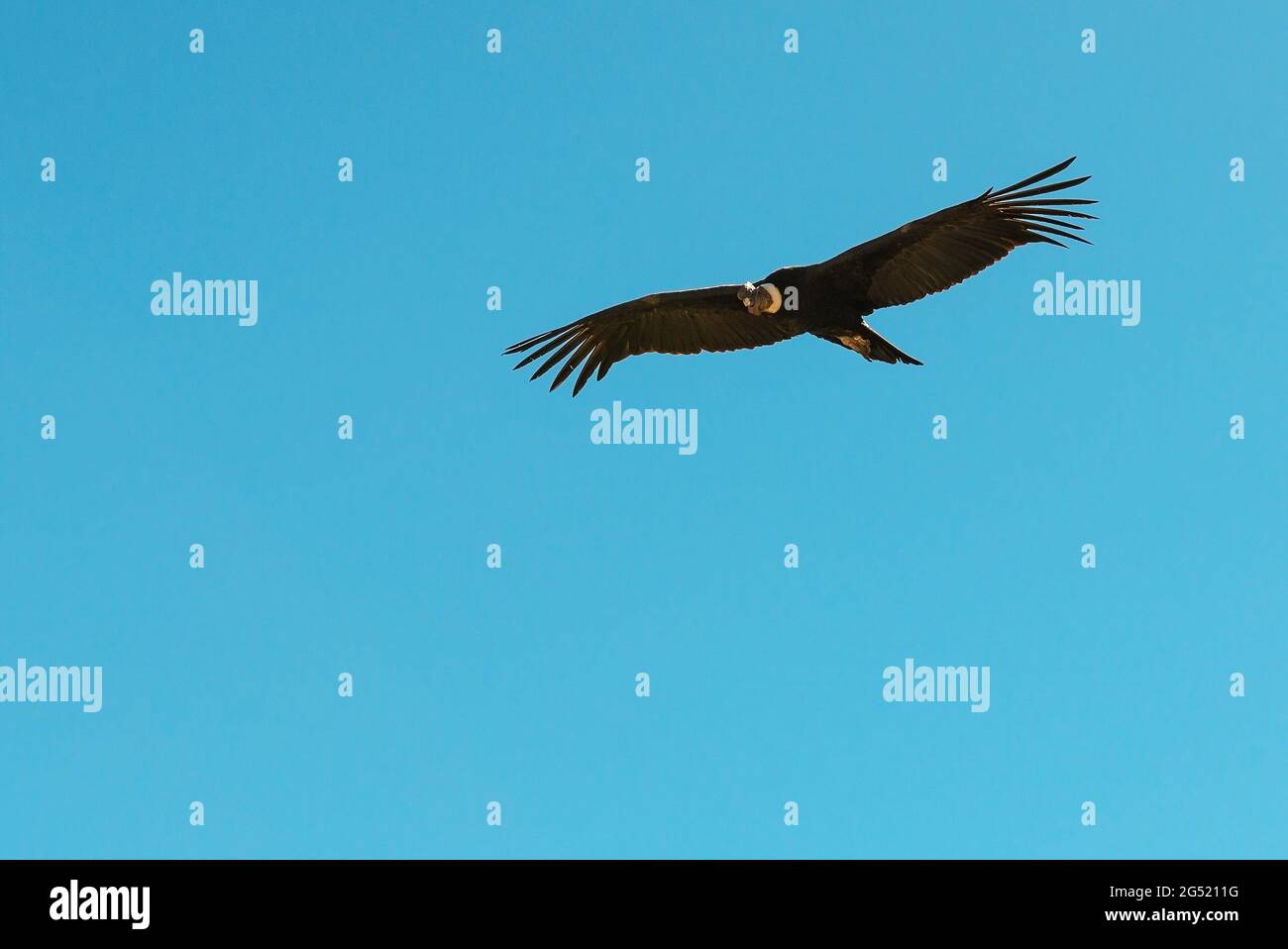 Condor andino (Vultur gryphus) che vola con cielo blu sfondo, Canyon Colca, Arequipa, Perù. Foto Stock