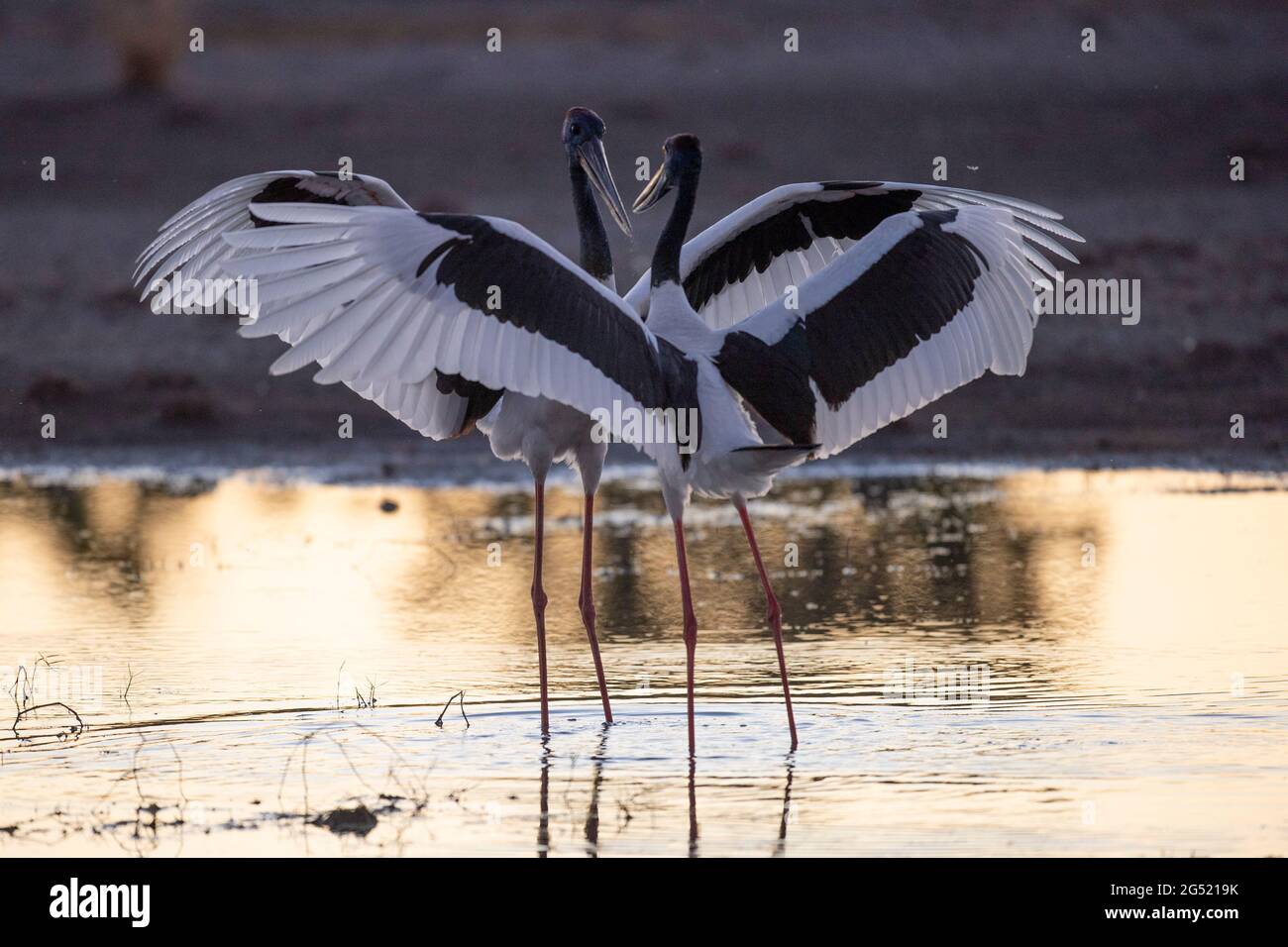 Jabiru cicogna corteggiando con le ali sparse in tutto il nord dell'Australia. Foto Stock