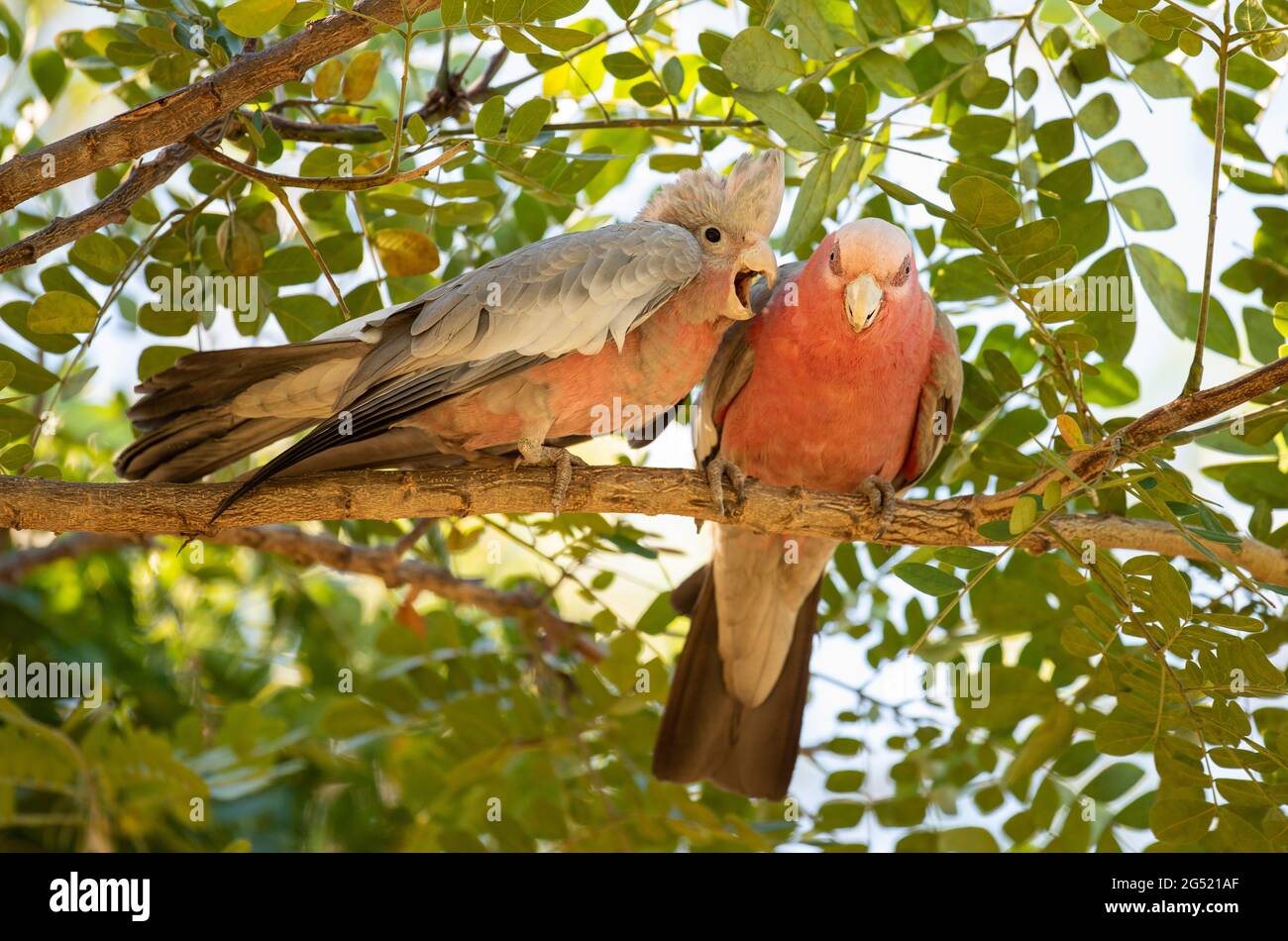 Galah con giovani alla ricerca di cibo. Foto Stock