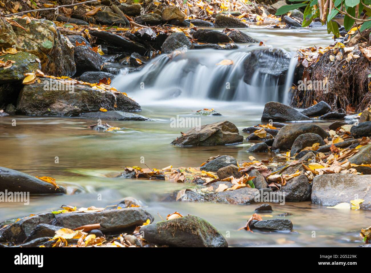 Le foglie autunnali coprono rocce e la riva del torrente lungo un rilassante ruscello di montagna vicino ad Asheville, North Carolina. (STATI UNITI) Foto Stock