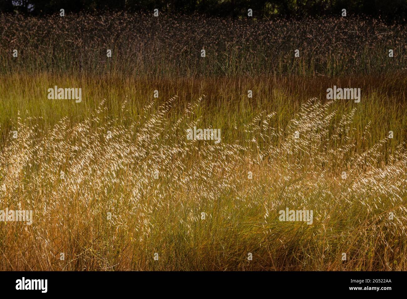 Strati e sottili colori di erbe e canne che crescono al San Luis National Wildlife Refuge nella Central Valley of California USA Foto Stock