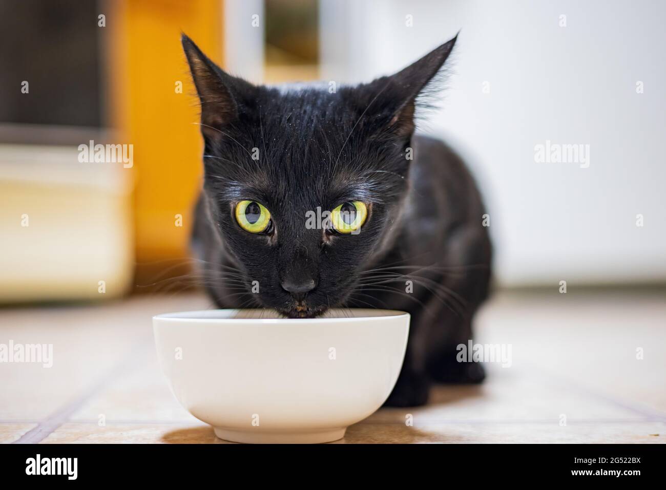 Primo piano di gatto carino a Nevada Foto Stock