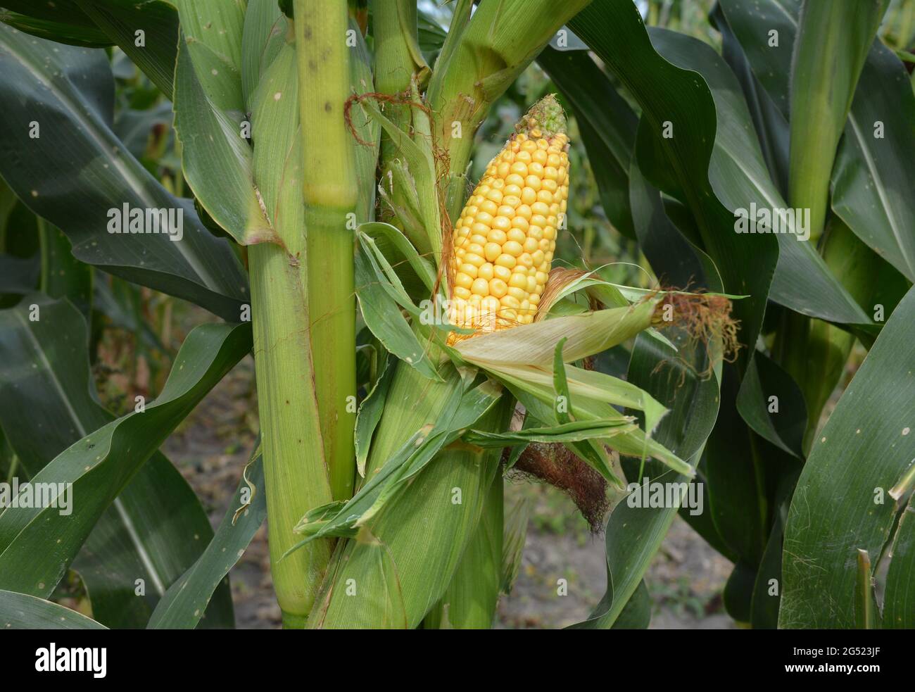 Granturco crescente e stimando il prodotto di mais. Un primo piano di un grande orecchio di mais, pannocchia di mais su una pianta di mais con chicchi maturi. Foto Stock