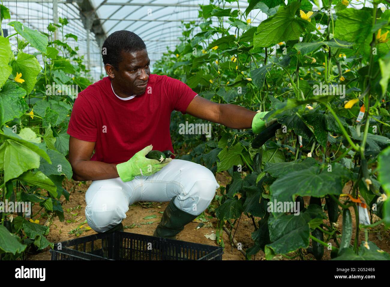 Coltivatore afroamericano che raccoglie cetrioli Foto Stock