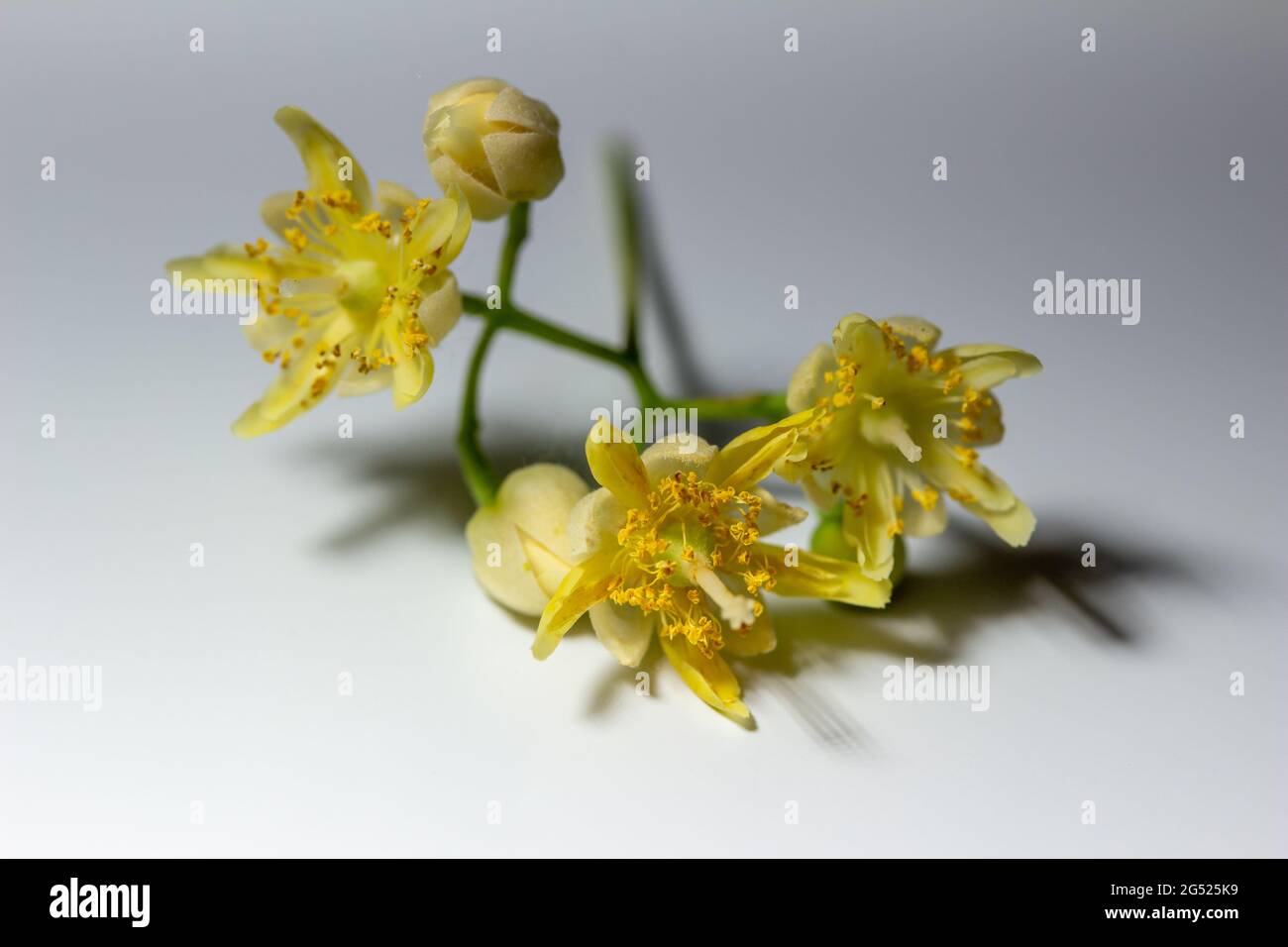 Macro studio astratto vista di un gruppo di fiori e gemme da un albero americano Linden (tilia americana), con sfondo bianco Foto Stock