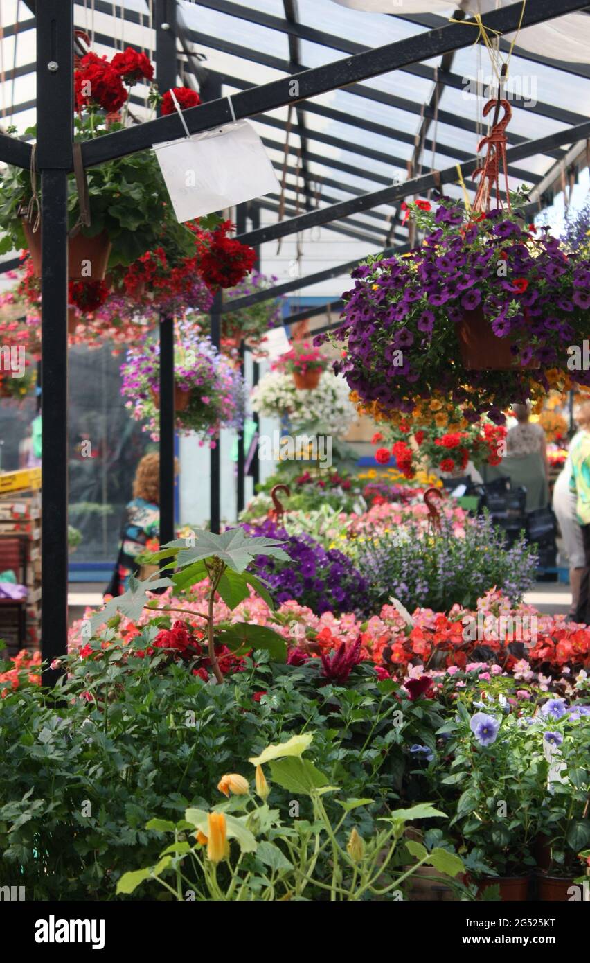 Stand fiore sul mercato russo durante una giornata estiva a riga, Lettonia Foto Stock