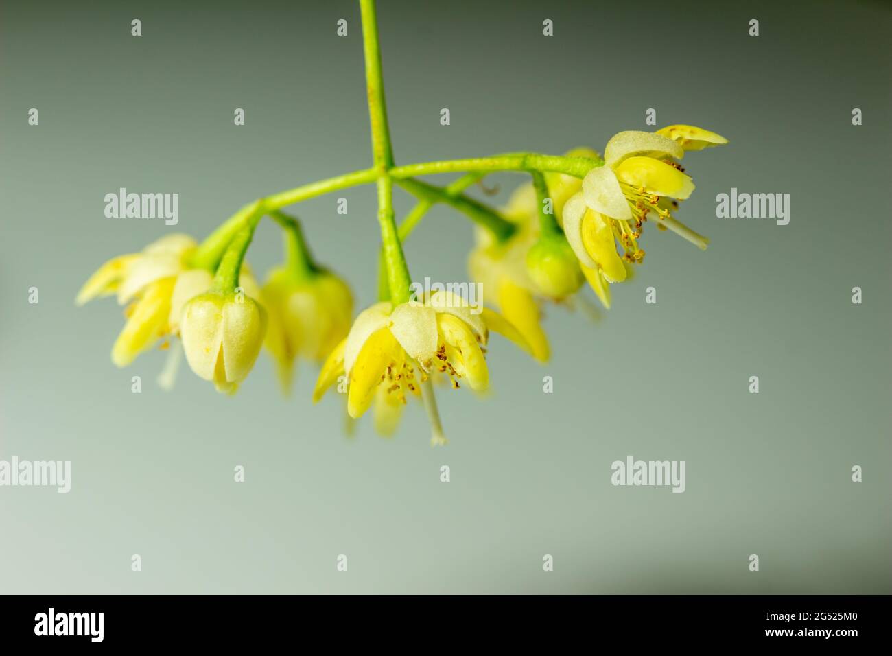 Macro studio astratto vista di un gruppo di fiori e gemme da un albero americano Linden (tilia americana), con sfondo bianco Foto Stock