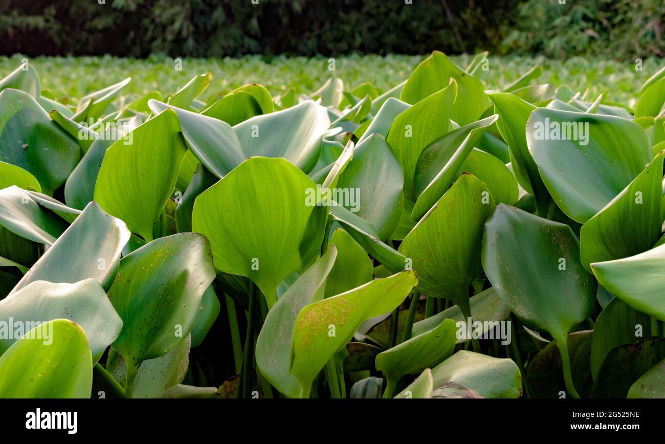 Belle foglie verdi di acqua pianta di giacinto galleggianti sull'acqua. È ornamentale, specie invasive, super spargitore e minaccia alla biologia acquatica locale Foto Stock