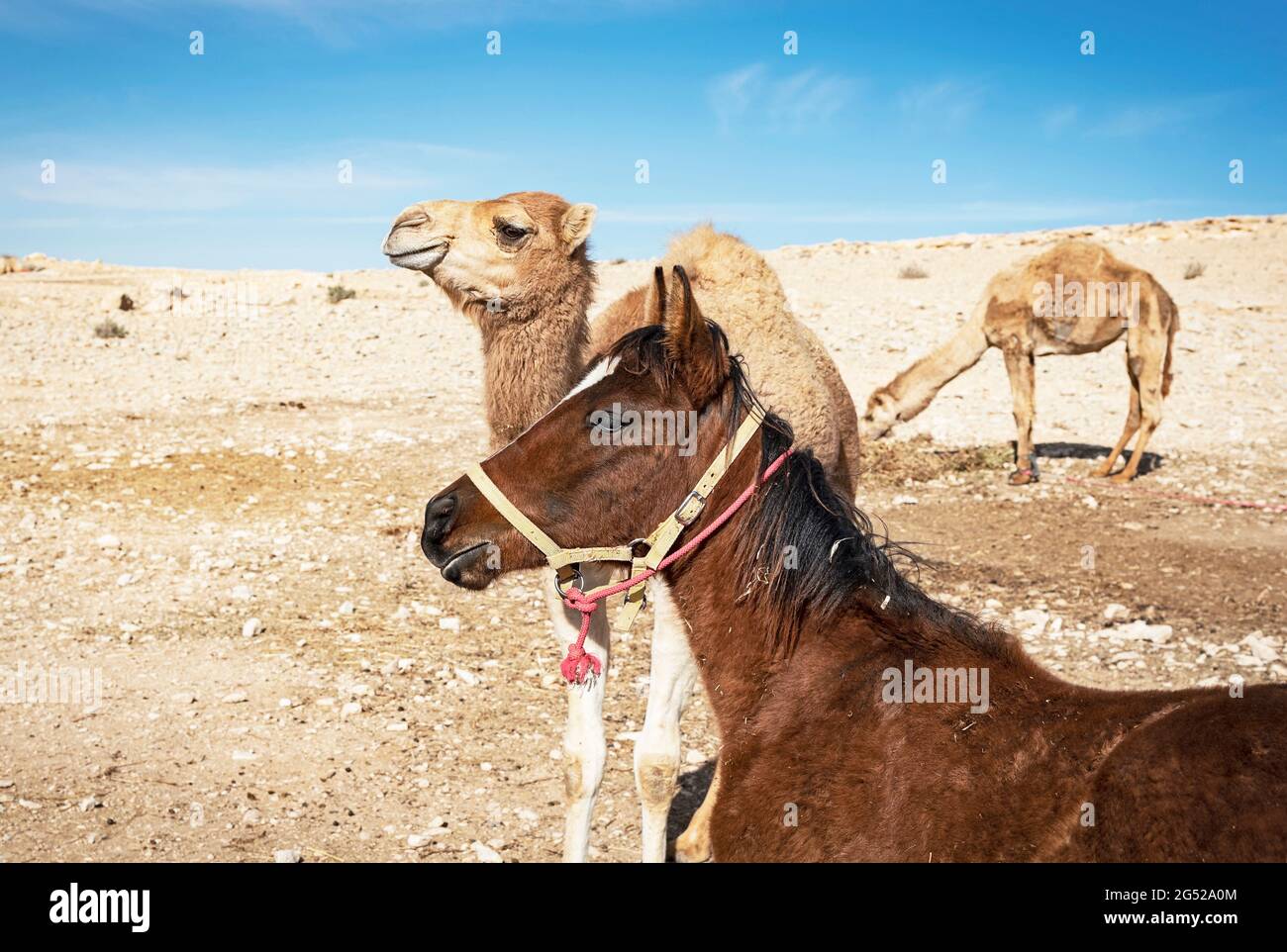 Nemico e cammello arenati arabi che crescono insieme in un accampamento beduino nel deserto di Negev sul Sentiero di Israele vicino a Mitzpe Ramon Foto Stock
