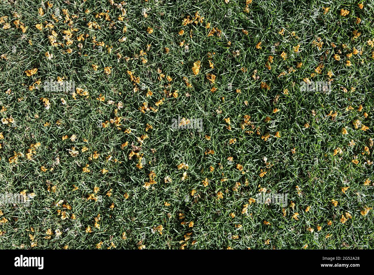 primo piano di un prato verde smeraldo di erba di sant'agostino con i fiori gialli di un albero tipa sparsi in tutto Foto Stock primo piano di un prato verde smeraldo di erba di sant'agostino con i fiori gialli di un albero tipa sparsi in tutto Foto Stock
