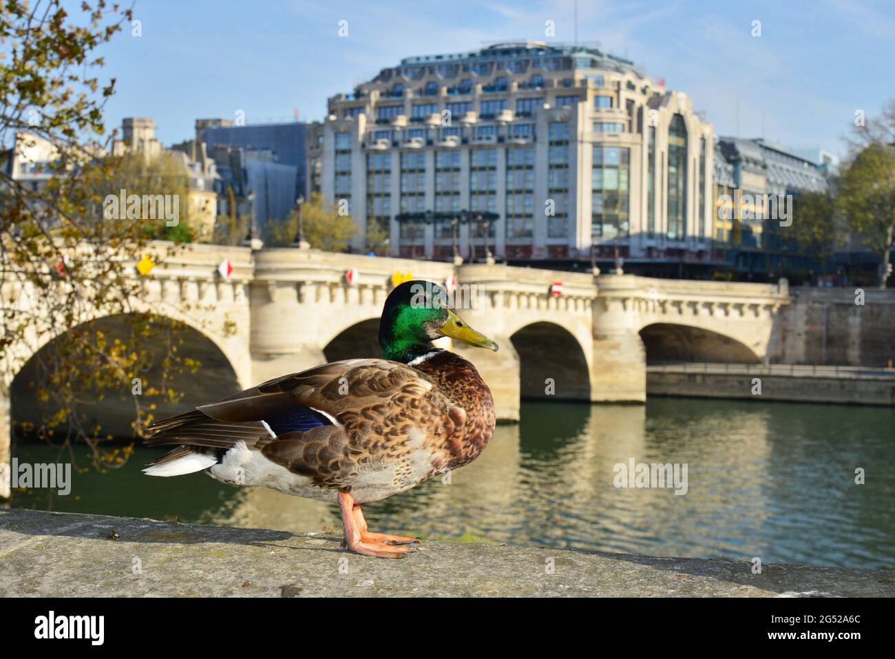 ILE DE FRANCE. PARIGI (1ER). MALLARD APPROFITTANDO DELLA TRANQUILLITÀ A CAUSA DEL CONFINAMENTO SULLE RIVE DELLA SENNA. Foto Stock