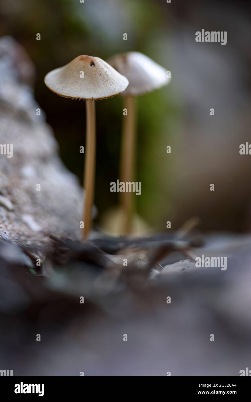 Due funghi nel Parco Naturale Sant Llorenç del Munt i l'Obac (Vallès Occidental, Barcellona, Catalogna, Spagna) Foto Stock