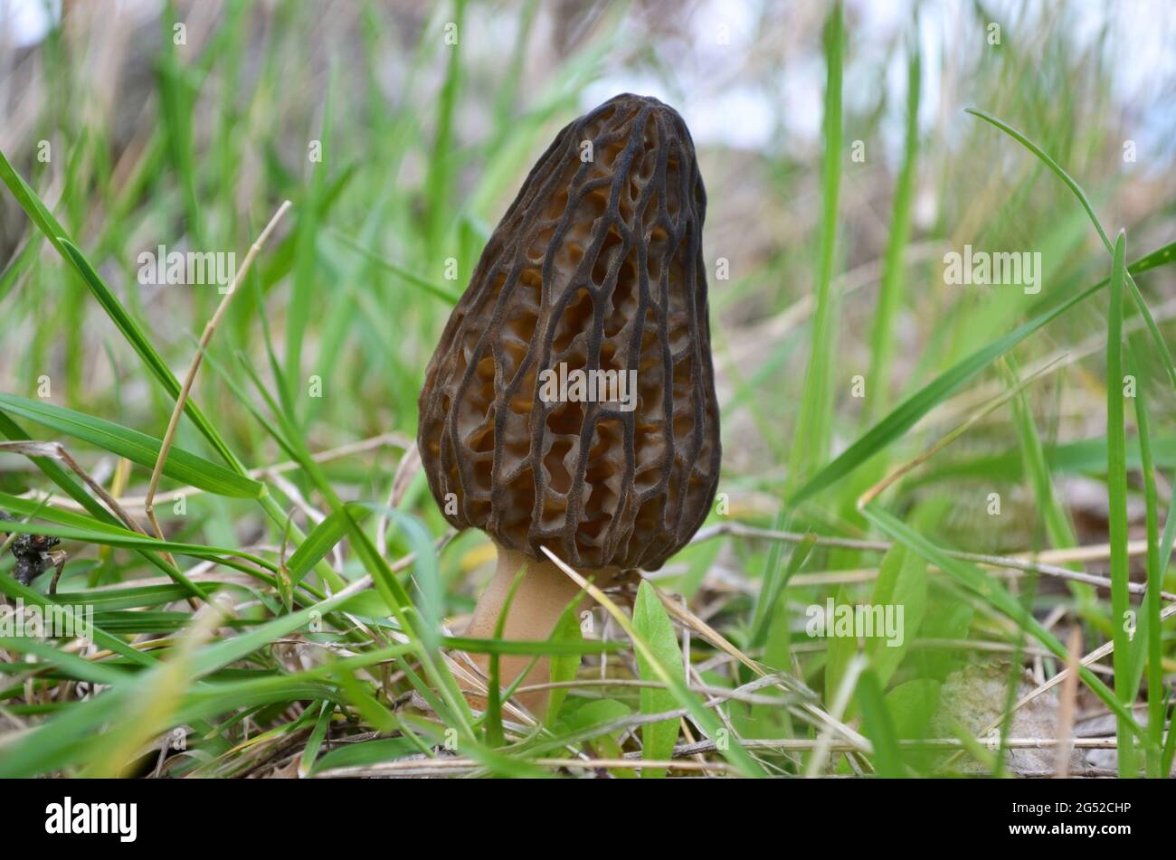 Morchella elata è anche conosciuta come morello nero. Fungo di morello commestibile di primavera che cresce in erba verde Foto Stock