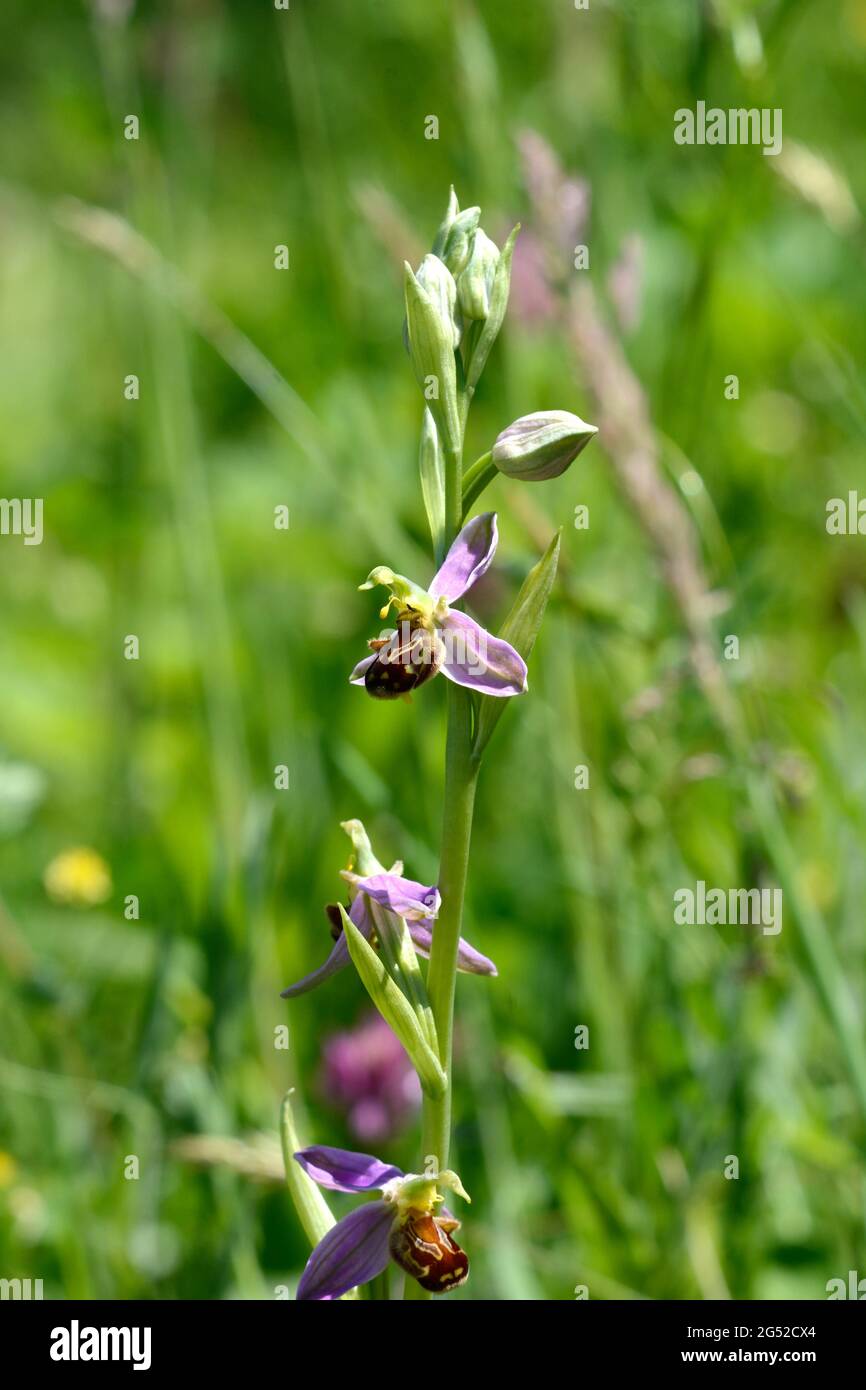 Ape Orchidea Ophys apifera che cresce in un prato Foto Stock