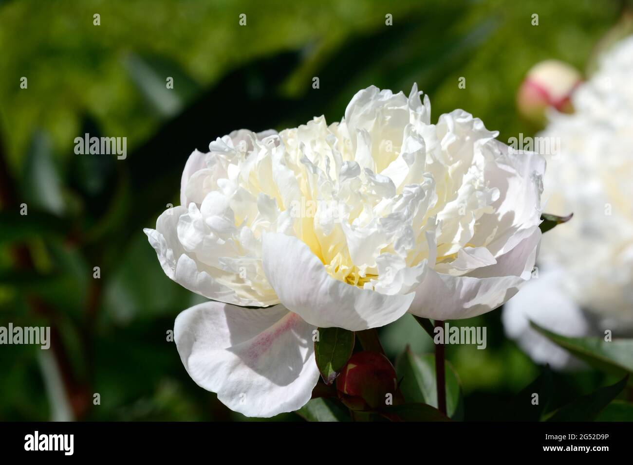 Paeonia lactiflora immaculee fiori bianchi a forma di ciotola profumati di erbe aromatiche Foto Stock