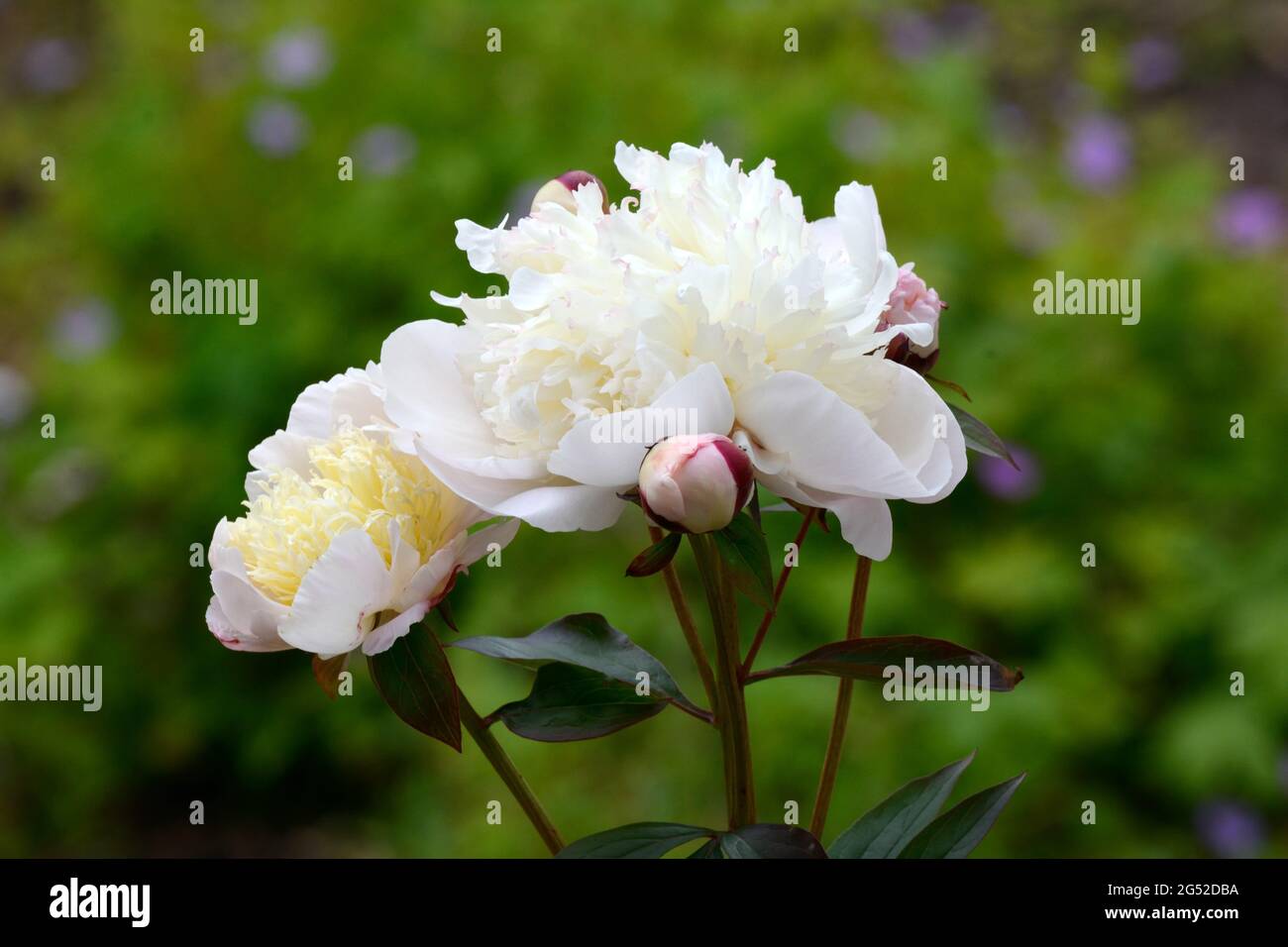 Paeonia lactiflora immaculee fiori bianchi a forma di ciotola profumati di erbe aromatiche Foto Stock