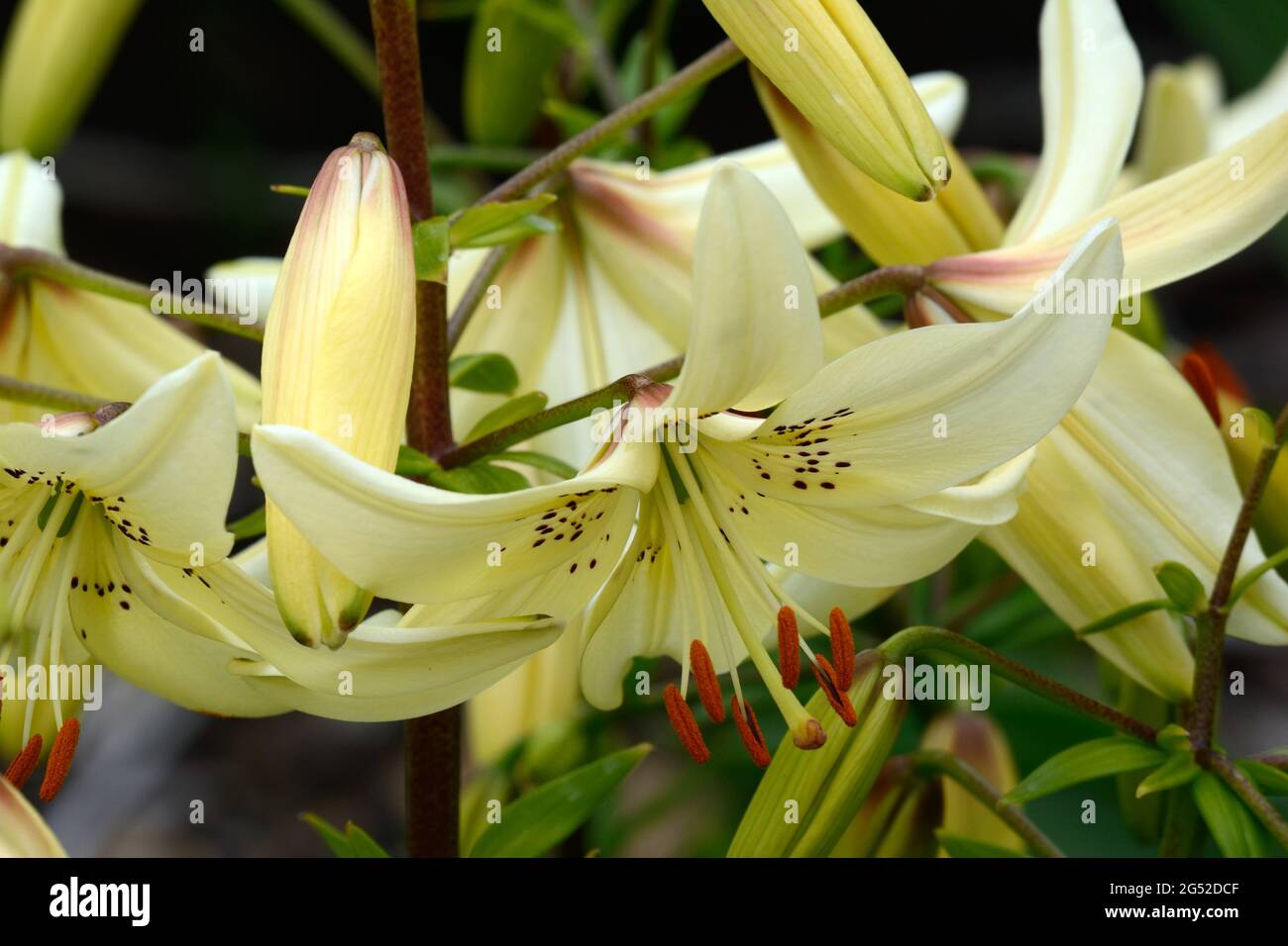 Lilium dolce resa Tigre giglio cremoso fiori bianchi con macchie di maroon e resistenza Foto Stock
