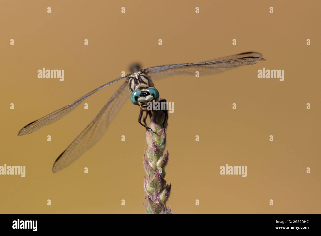 Onychogomphus forcipatus Dragonfly con occhi verdi e coda di uncino appollaiato in primo piano Foto Stock