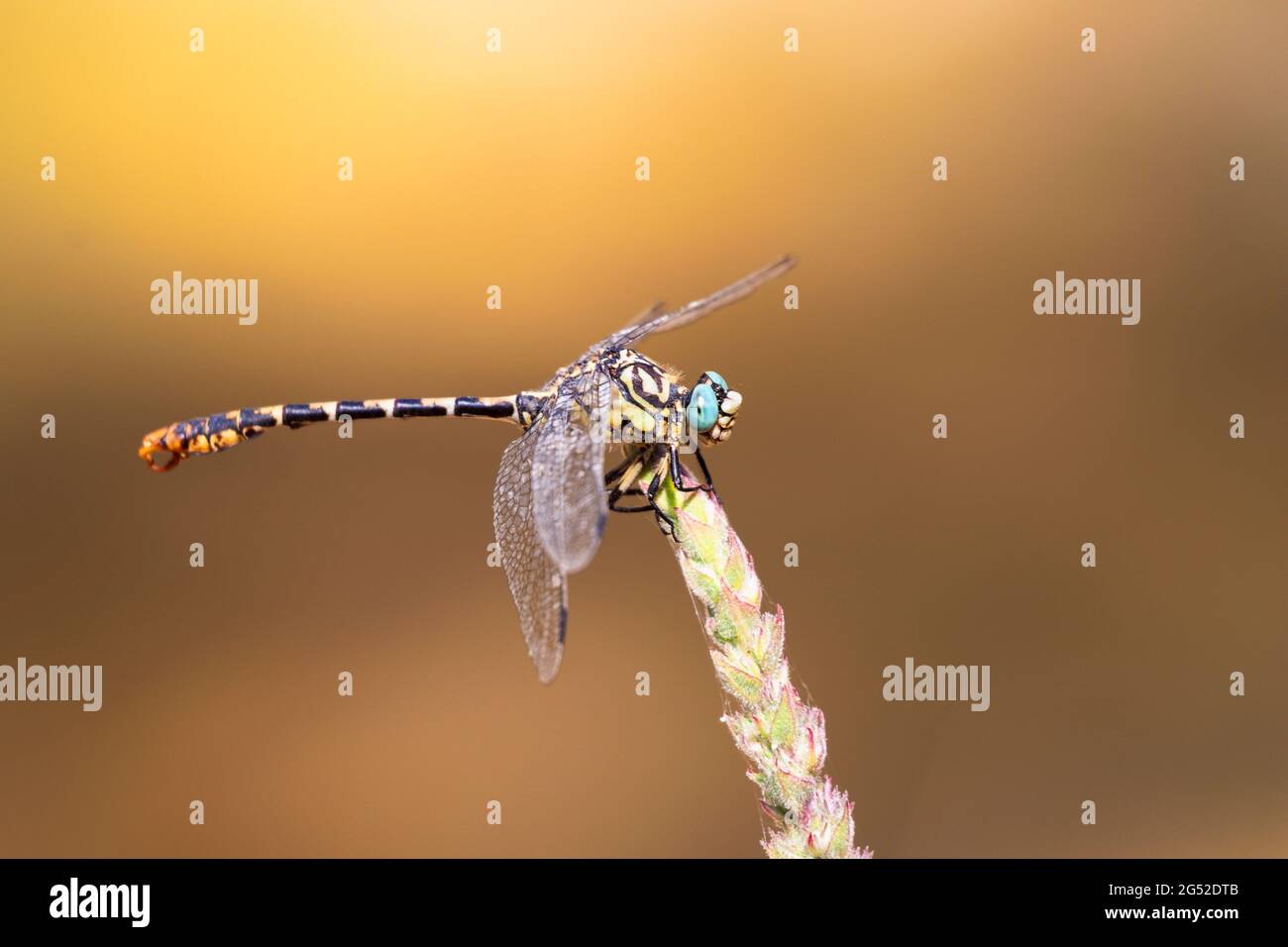 Onychogomphus forcipatus Dragonfly con occhi verdi e coda di uncino appollaiato in primo piano Foto Stock