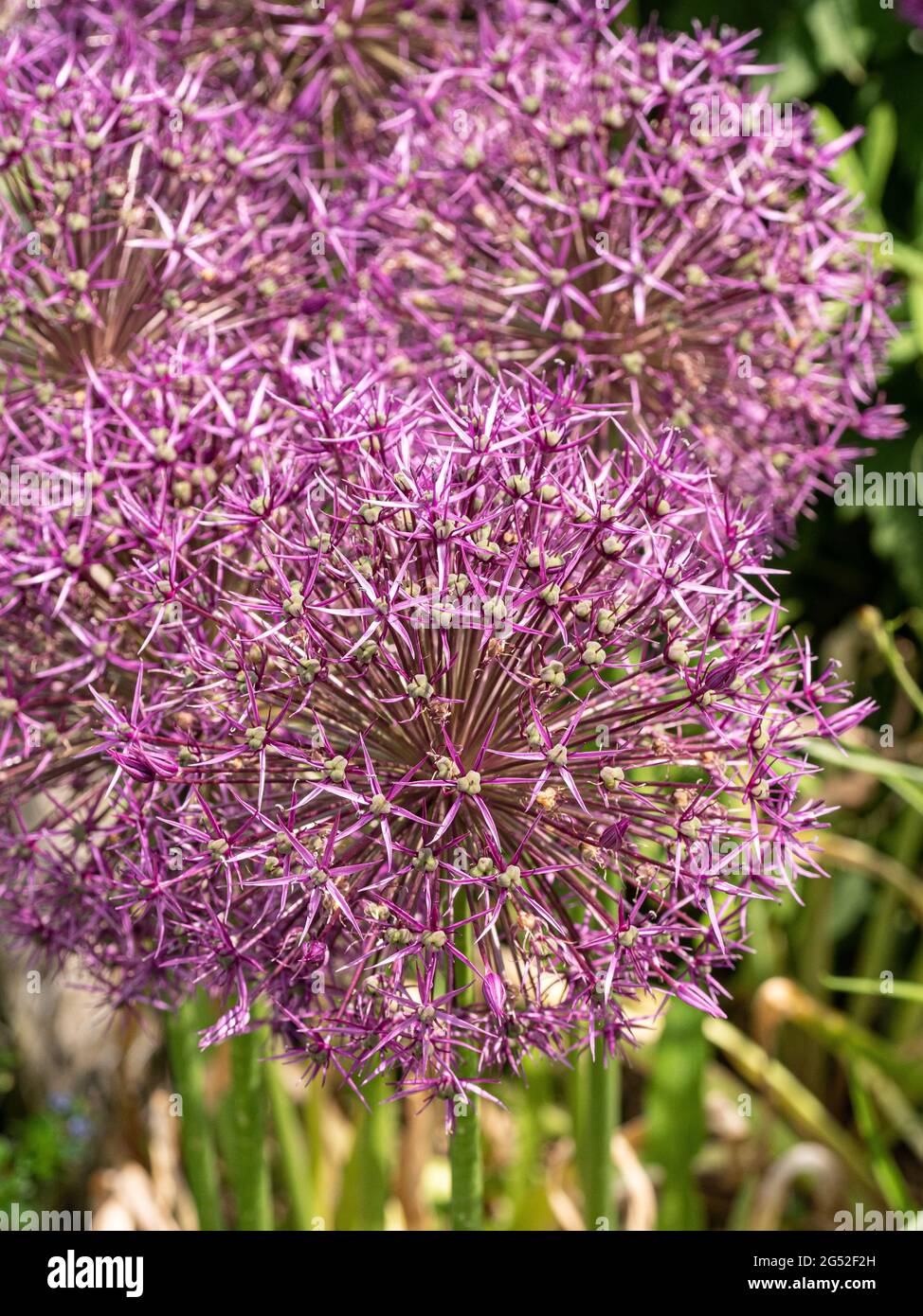 Un primo piano di un gruppo di teste di fiori viola sferiche dell'Allium Purple Rain Foto Stock