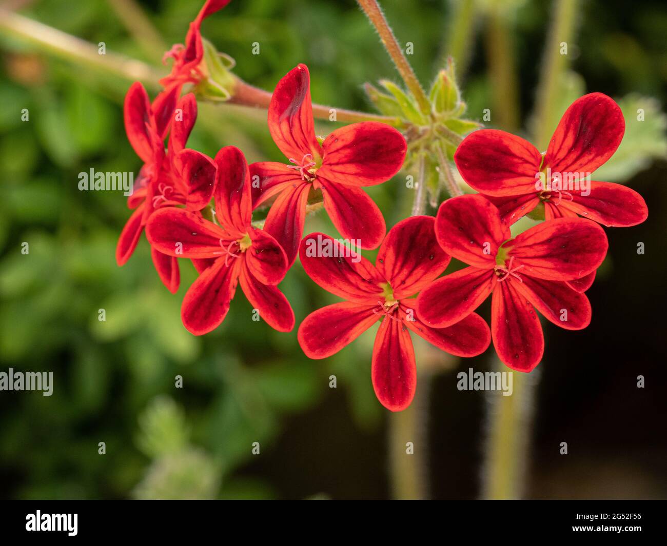 Un primo piano di un gruppo di fiori rossi impressionanti del geranio Shottesham PET Foto Stock