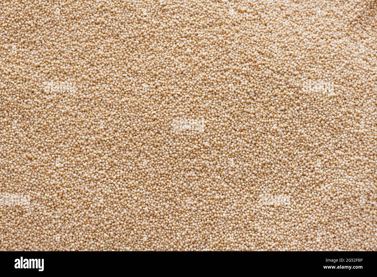 amaranth ha benefici per la salute ricchi di proteine, fibre, micronutrienti e antiossidanti. macro immagine completa backround di grano Foto Stock