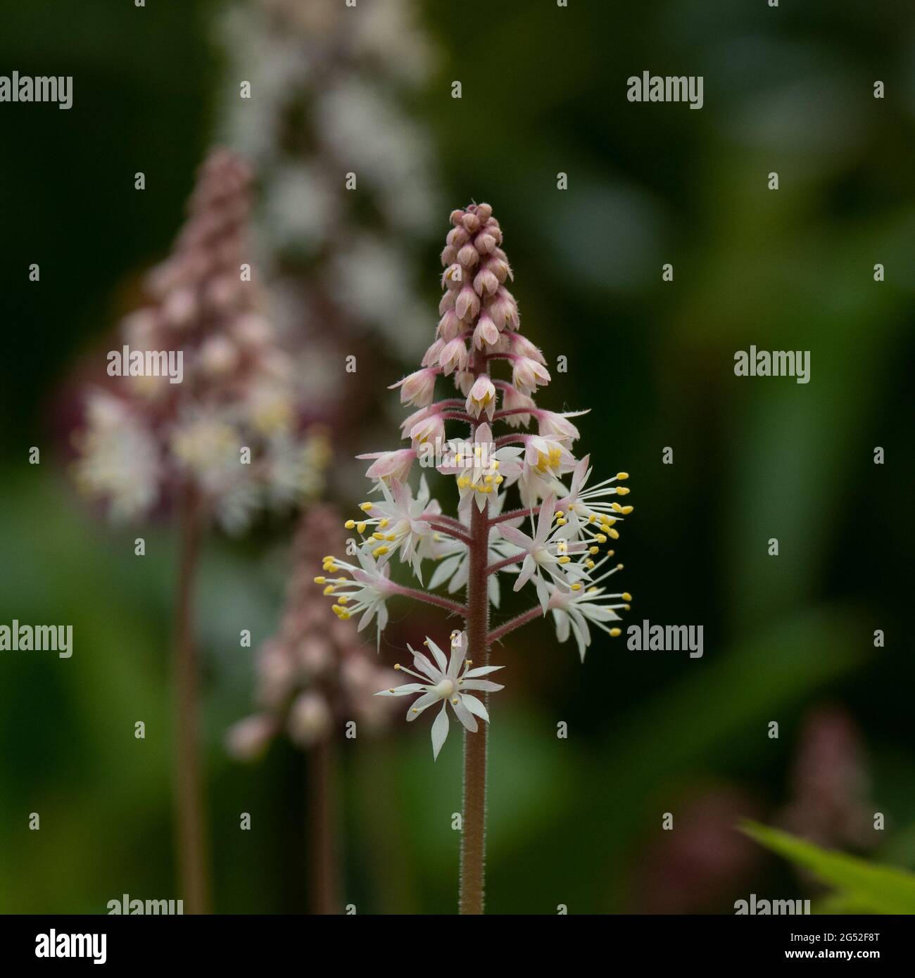Un primo piano del delicato picco di fiori stellati bianchi e salmoni di Tiarella Inkblot Foto Stock
