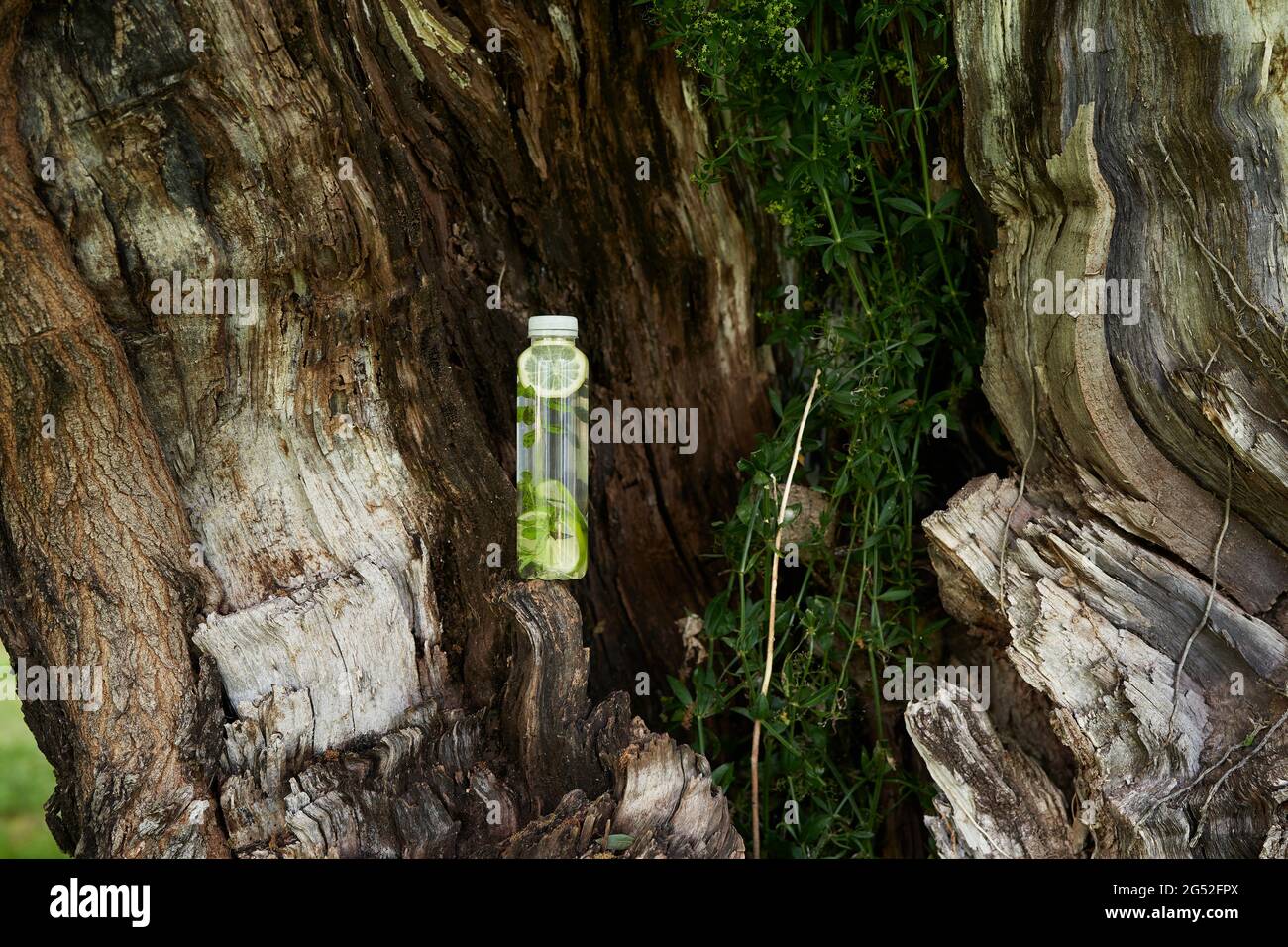 Una bottiglia d'acqua si trova su un vecchio albero Foto Stock
