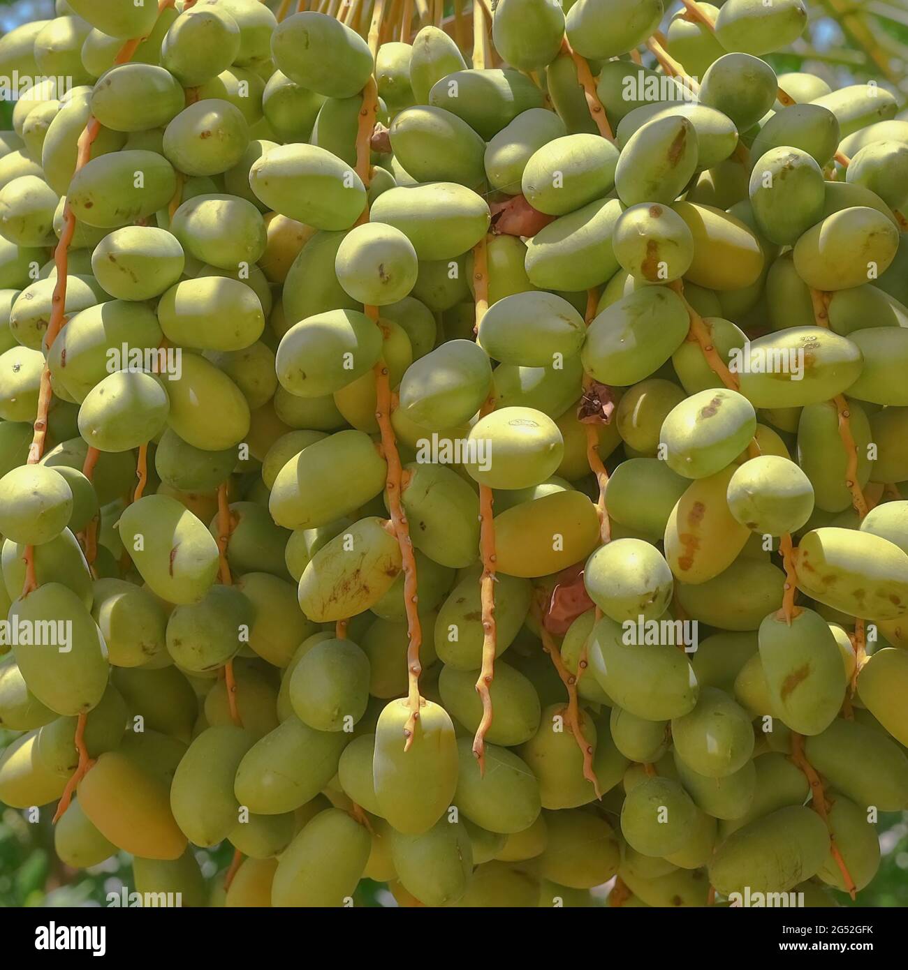 Date verdi fresche sullo sfondo della palma della data. Mazzo di frutta matura data su una palma da dattero in terreni agricoli. Foto Stock