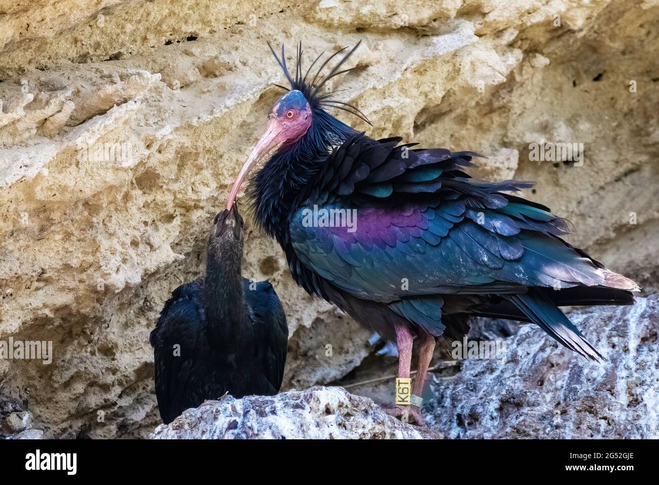 Northern Bald ibis, Hermit ibis o Waldrapp - Geronticus eremita - nel nido con il suo pulcino Foto Stock