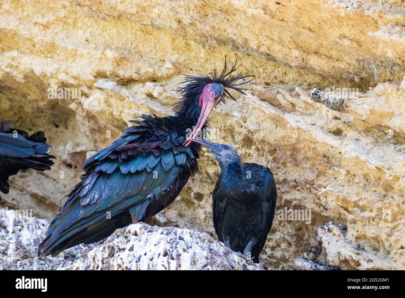 Northern Bald ibis, Hermit ibis o Waldrapp - Geronticus eremita - nel nido con il suo pulcino Foto Stock
