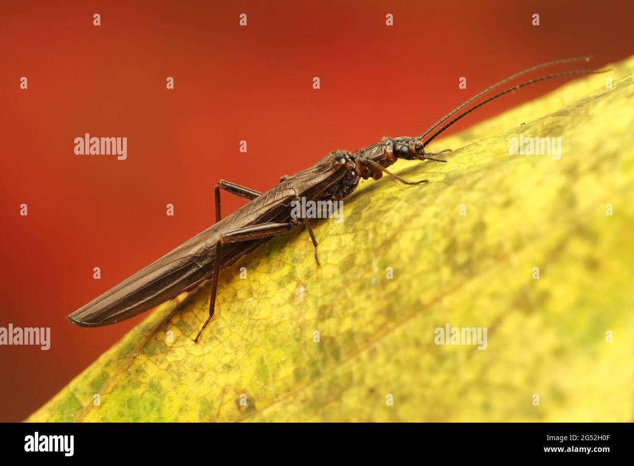 Leuctra fusca appollaiato a stonefly sulla foglia di sycamore. Tipperary, Irlanda Foto Stock
