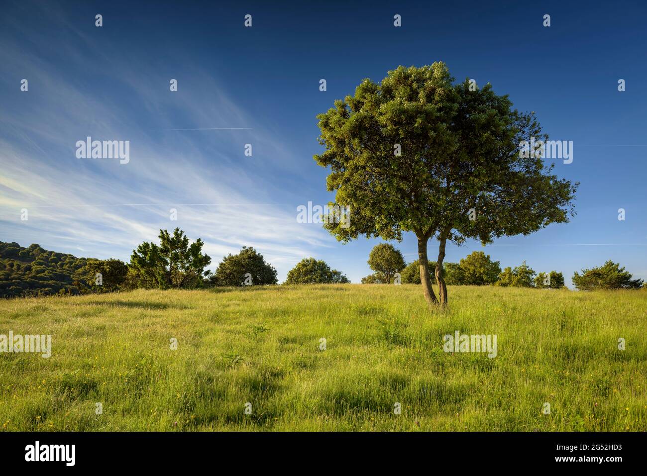 PLA de la calma, vicino al monte Tagamanent, in una mattina di primavera nel Parco Naturale di Montseny (Barcellona, Catalogna, Spagna) Foto Stock