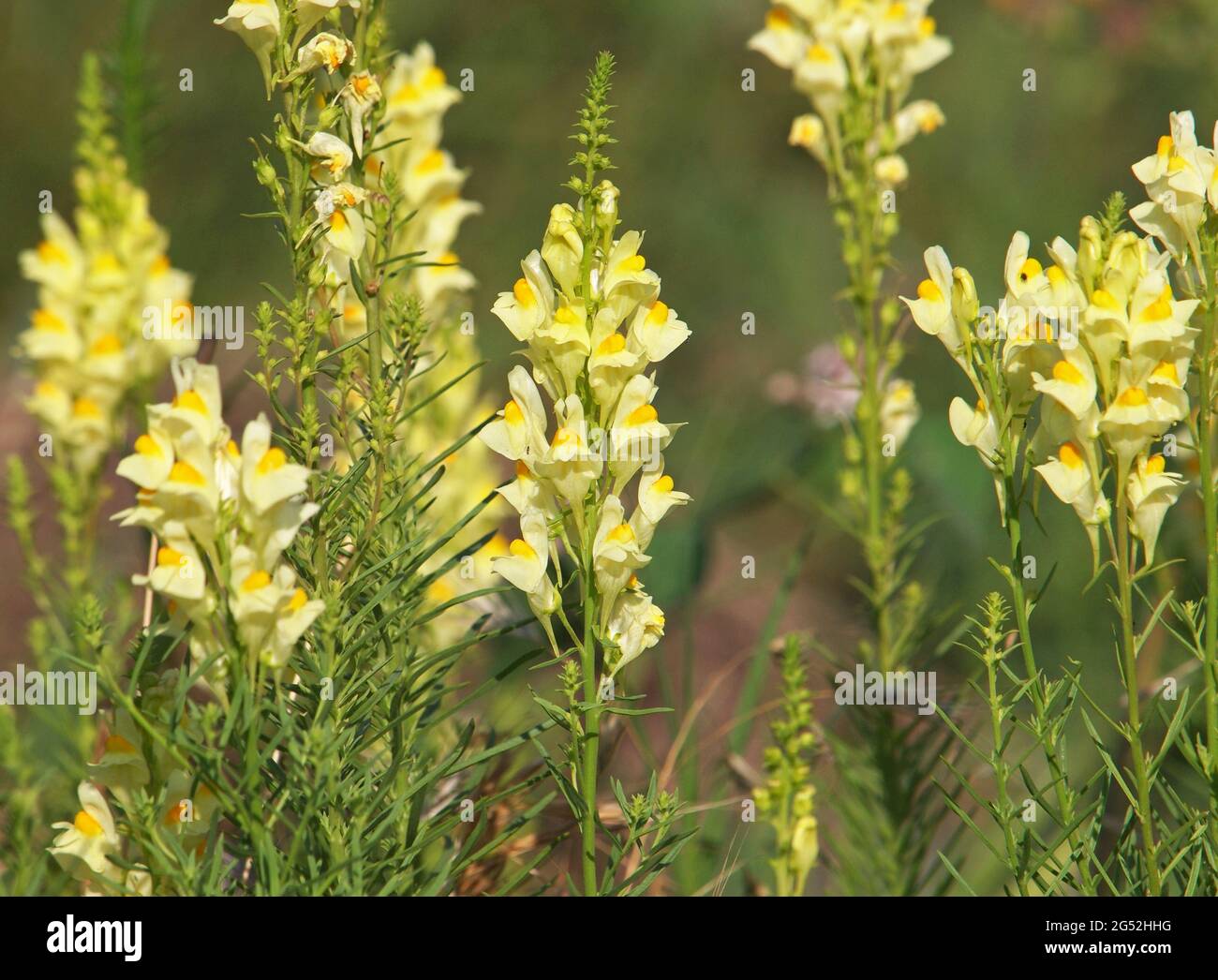 Fiore giallo di toadflax comune o burro e uova. Linaria vulgaris Foto Stock