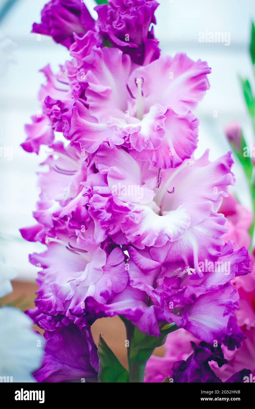 Bellissimo fiore gladiolo su mostra floreale. Pianta di giardino di selezione luminosa isolata. Fiori decorativi. Primo piano. Foto di alta qualità Foto Stock