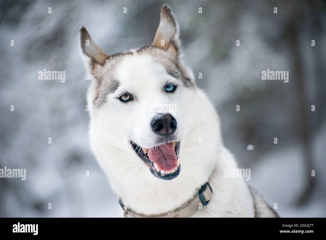 Felice Siberian Husky ragazza con un occhio blu e marrone nella neve. // Happy Siberian Husky Hündin mit einem blauen und einem braunen Auge im Schnee. Foto Stock