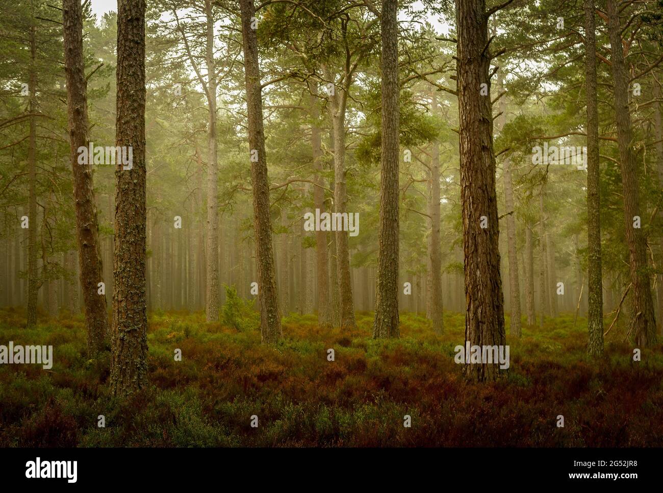Mattina presto nella foresta di Abernethy Foto Stock