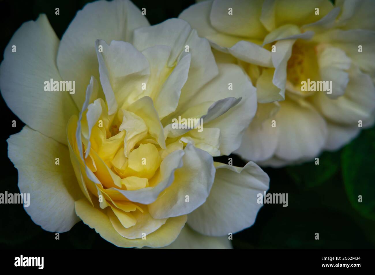 Fiori di Rosa Bianca di York (Rosa alba semiplena; tedesco: Weiße Bauernrose) Foto Stock