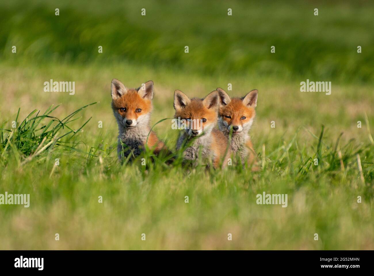 Tre giovani volpi come gruppo nell'erba verde. // Drei Jungfüchse als Gruppe im grünen Gras. Foto Stock