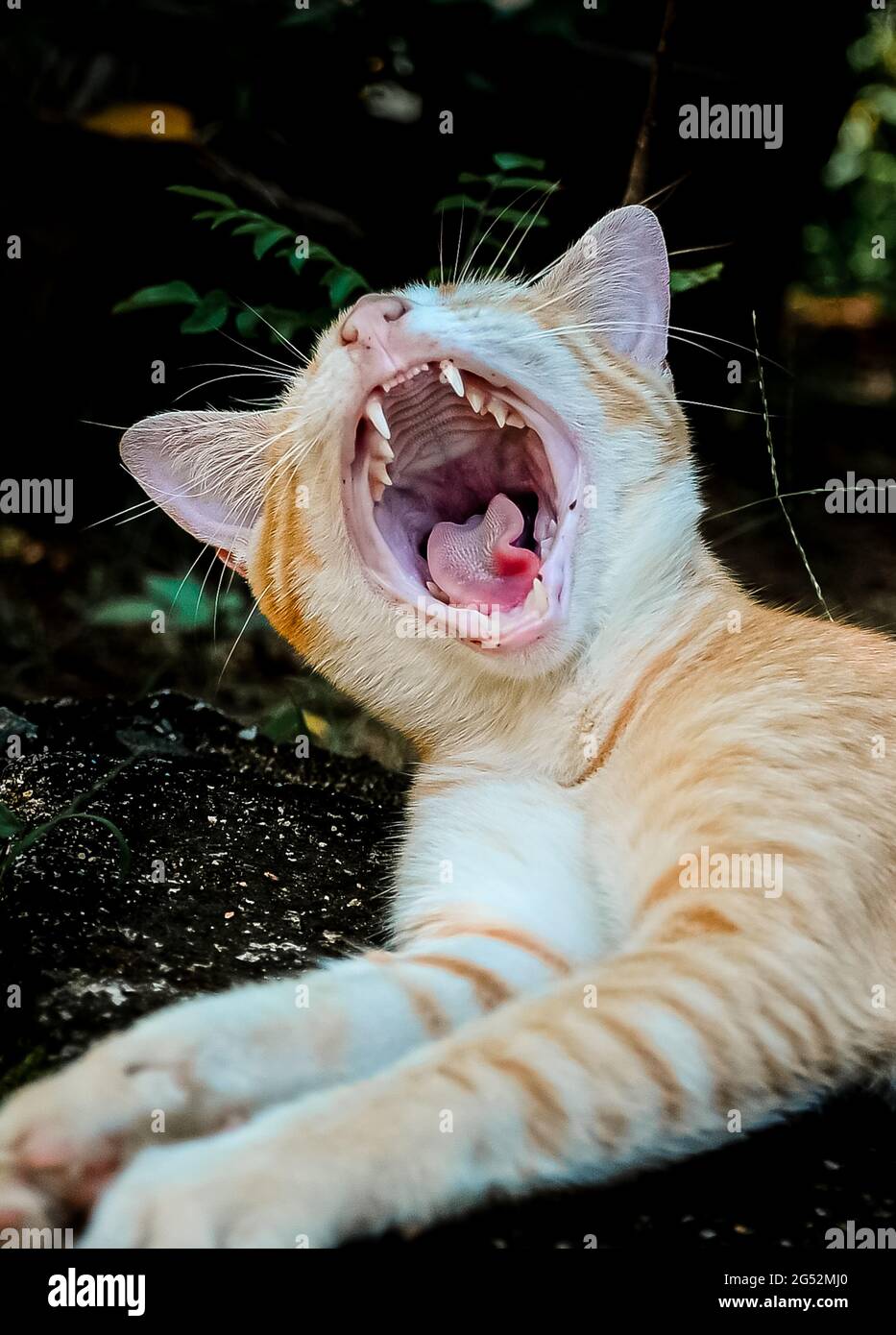 Bocca di opend Cat. Il panting è solitamente un segno che qualcosa non è di  destra con il vostro gatto. I gatti respirano duro solo con le loro bocche  aperte quando un