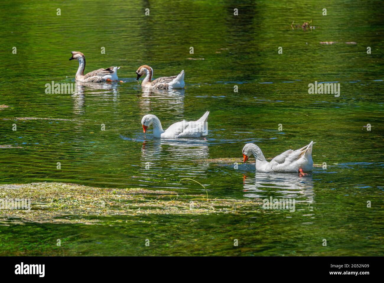 Coppia di oca di cigno e oche domestiche mentre si nutrono di alghe in uno stagno. Fonti del Volturno, Rocchetta al Volturno, Isernia, Molise, Italia, Europa Foto Stock