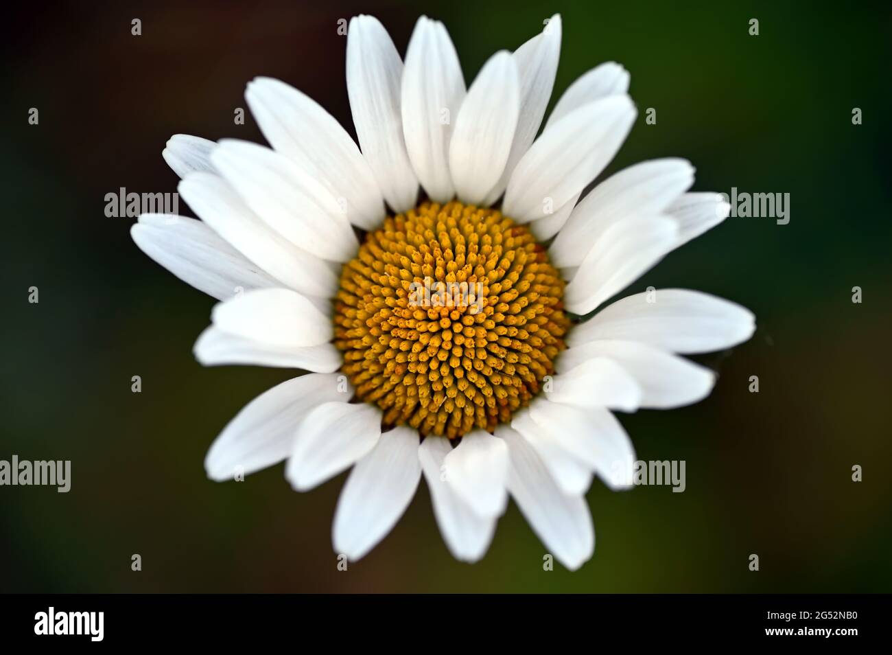 Primo piano di un bel fiore daisy di apertura Foto Stock