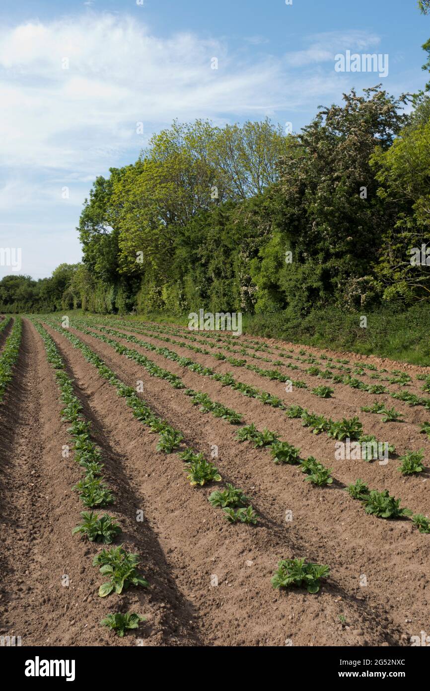 dh Potato Field PATATE VERDURE appena seminate patate piante Yorkshire UK campi righe Foto Stock