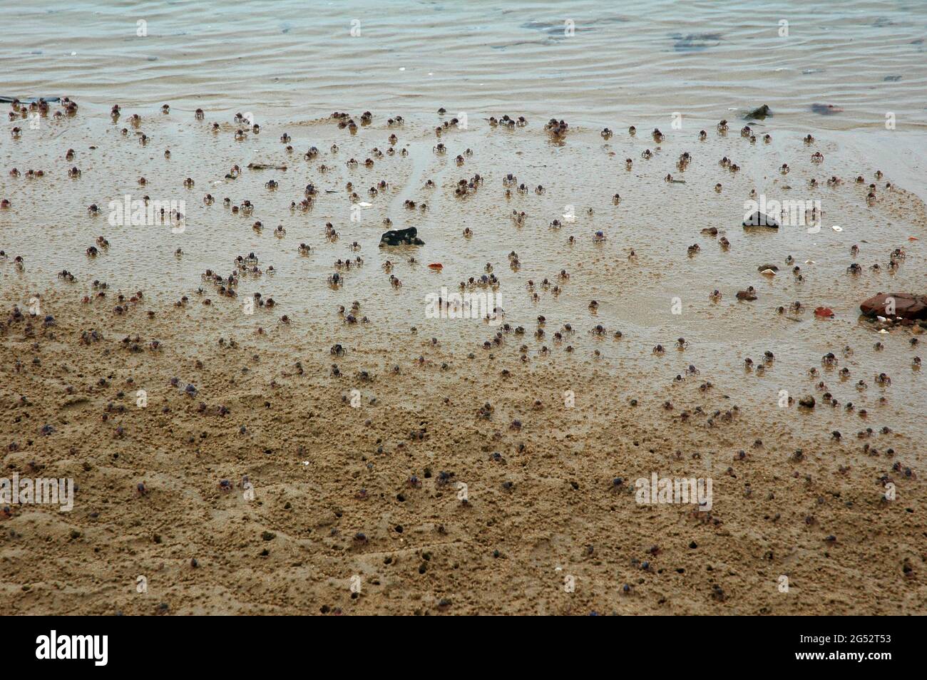 I granchi del soldato Mictynris longicarpus alla costa Foto Stock