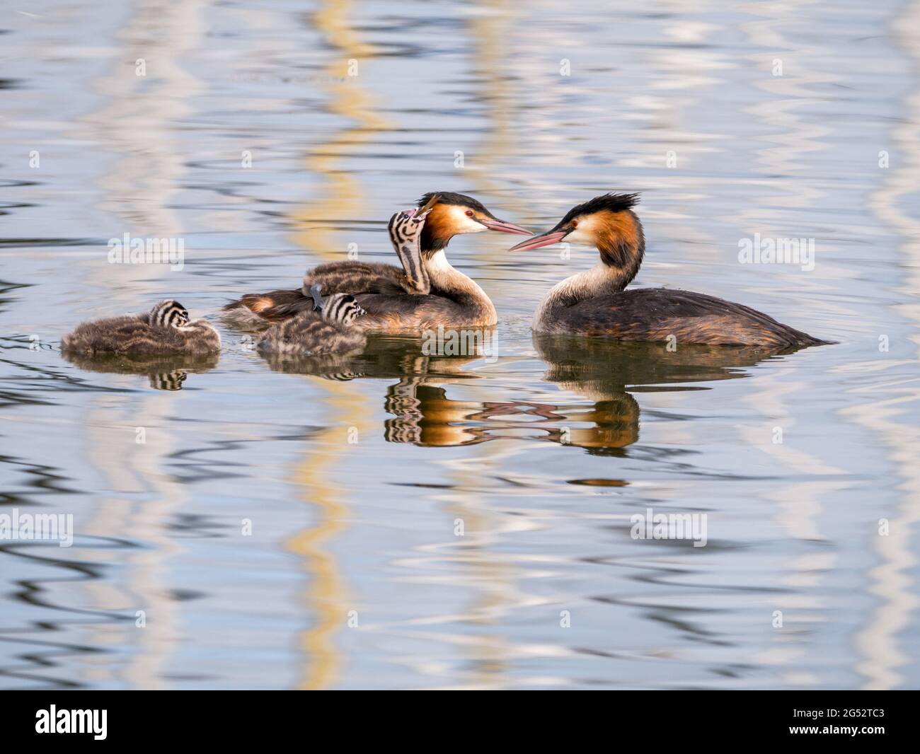 Svasso maggiore, Podiceps cristatus, capretti portati sul retro dell adulto, Paesi Bassi Foto Stock