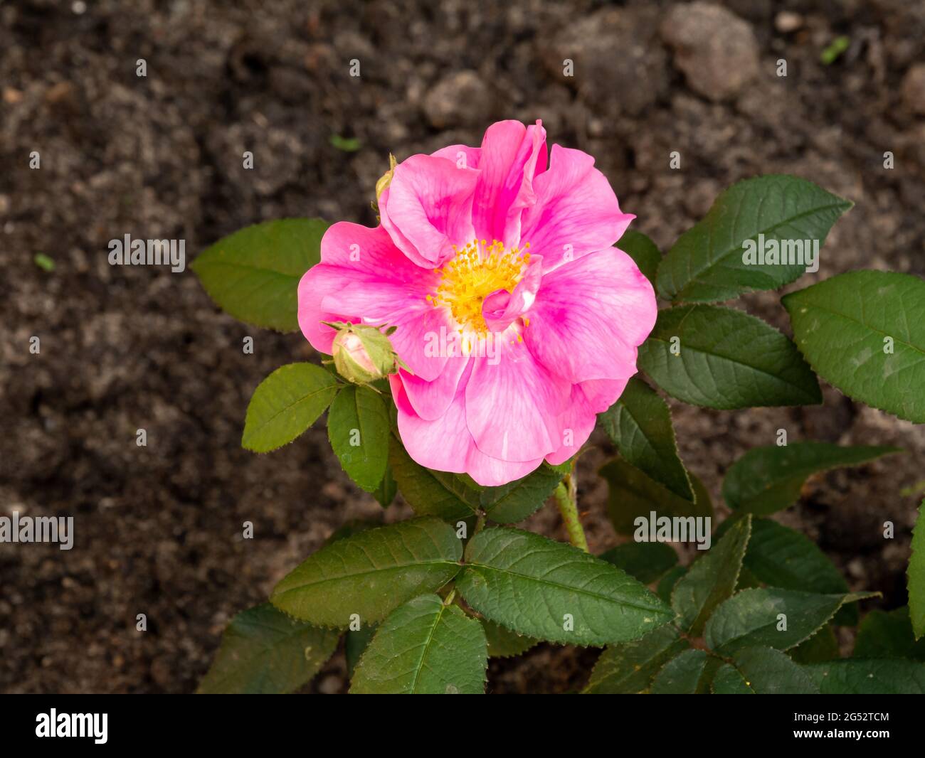 Rosa francese, Rosa gallica var. Officinalis, con fiore rosso rosa in giardino, Paesi Bassi Foto Stock