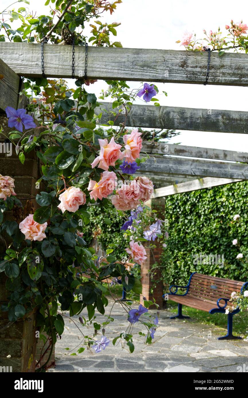 Rose e clematidi estive in fiore al giardino delle rose Southsea, giugno Regno Unito Foto Stock