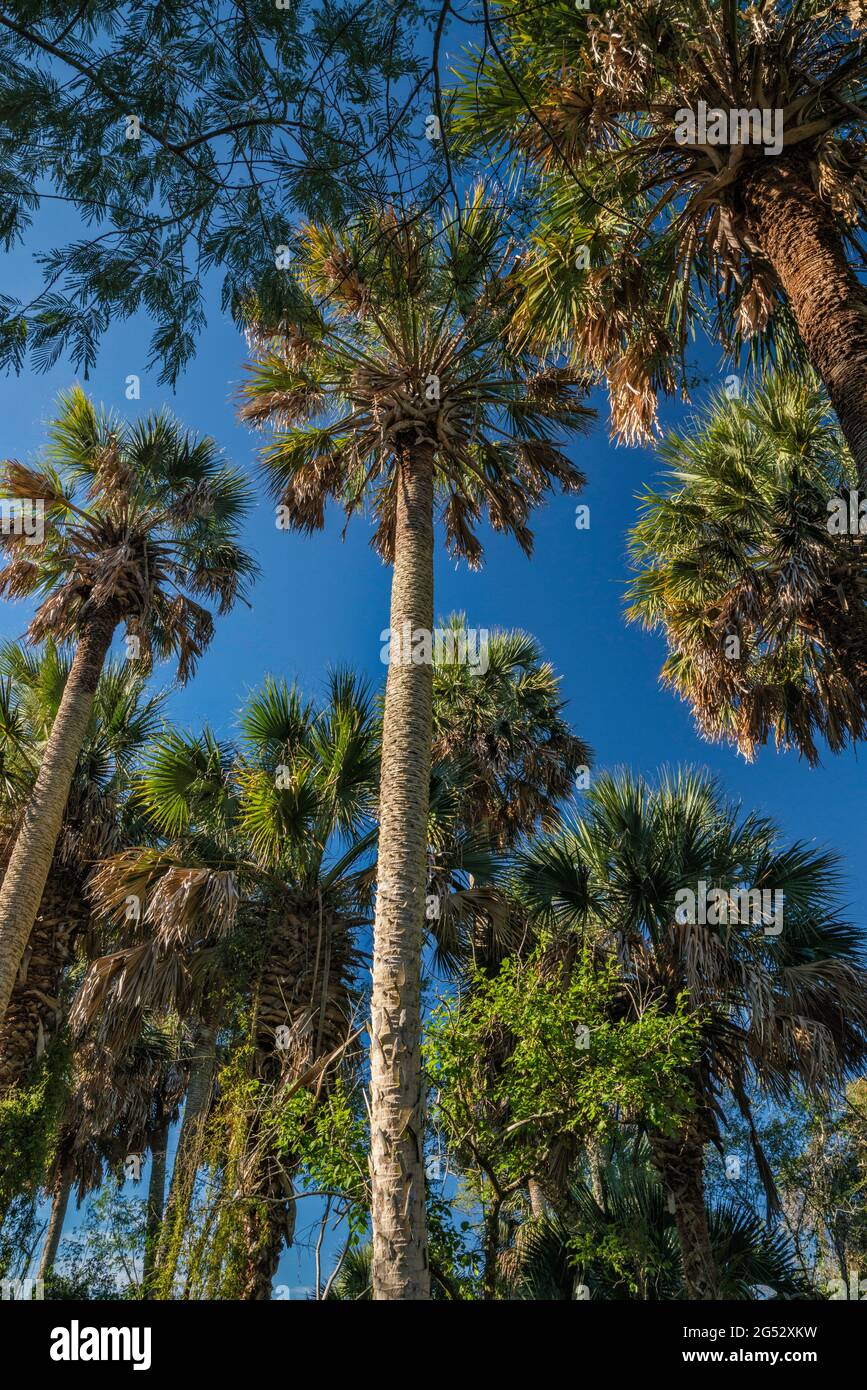 Sabal Palms (Sabal mexicana), Sabal Palm Grove Sanctuary a Harlingen, Rio Grande Valley, Texas, Stati Uniti Foto Stock