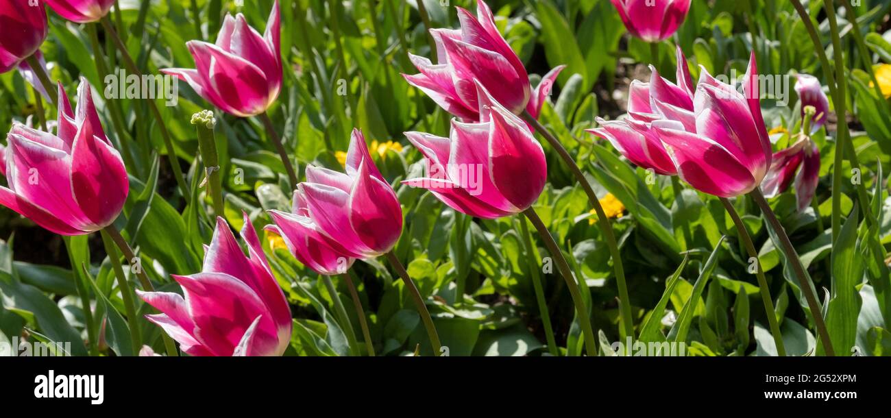 Un'immagine panoramica di tulipani bianchi e magenta che crescono nei giardini di Trenance a Newquay in Cornovaglia. Foto Stock